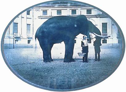 cat2-1 dagherrotipista non identificato, L'elefante di Torino che poi morì pazzo, 1850 (Torino, Archivio Storico della Città)