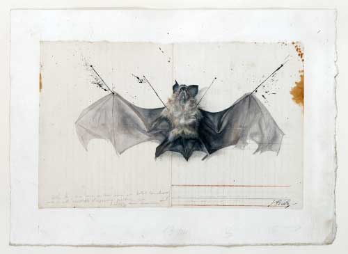 Toi, la rapide, la zigzagante (Pipistrello), 1980 - grafite, inchiostro, acquerello e tempera - Coll. Sette Daniele